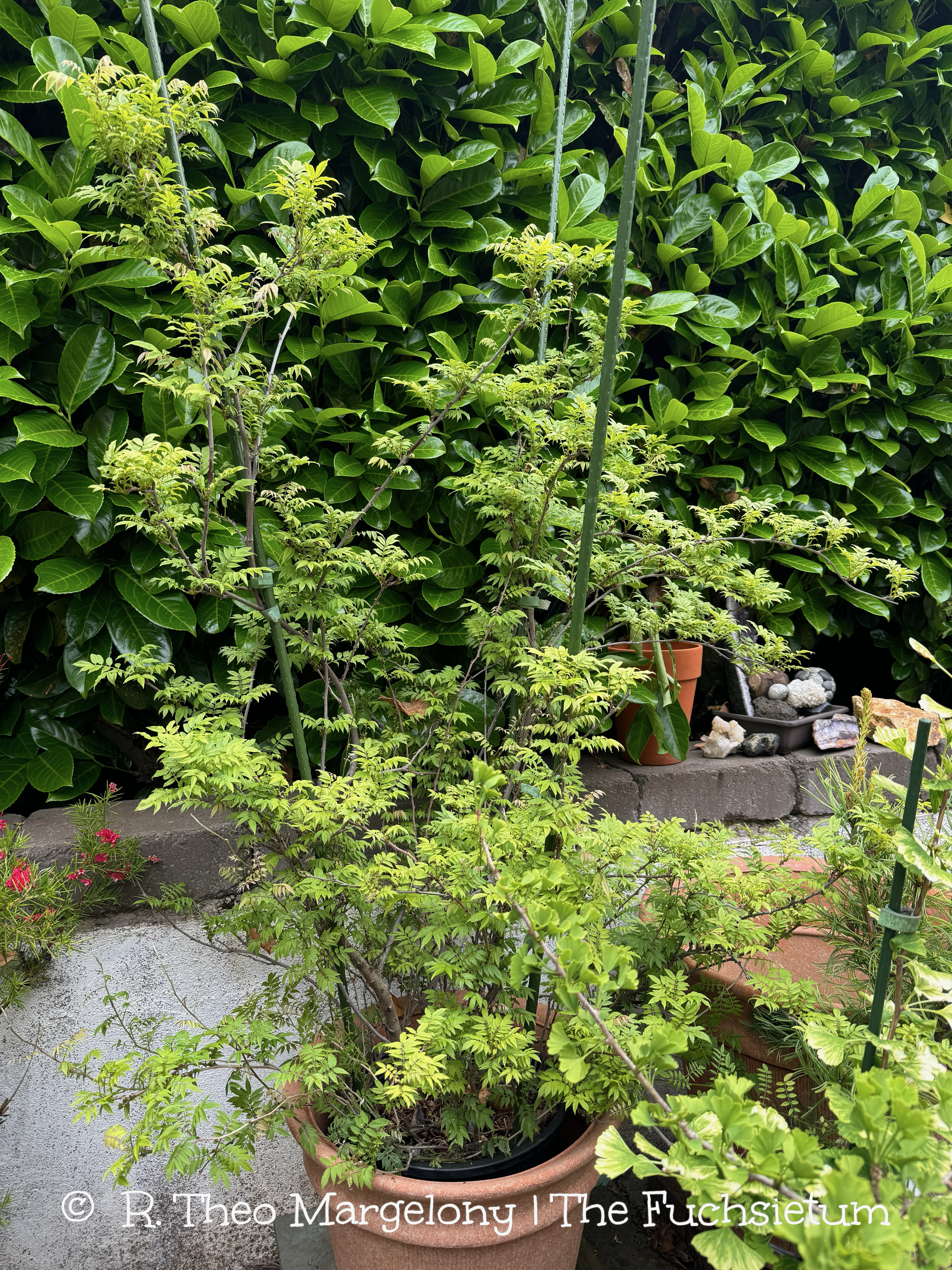 The Blind Wisteria