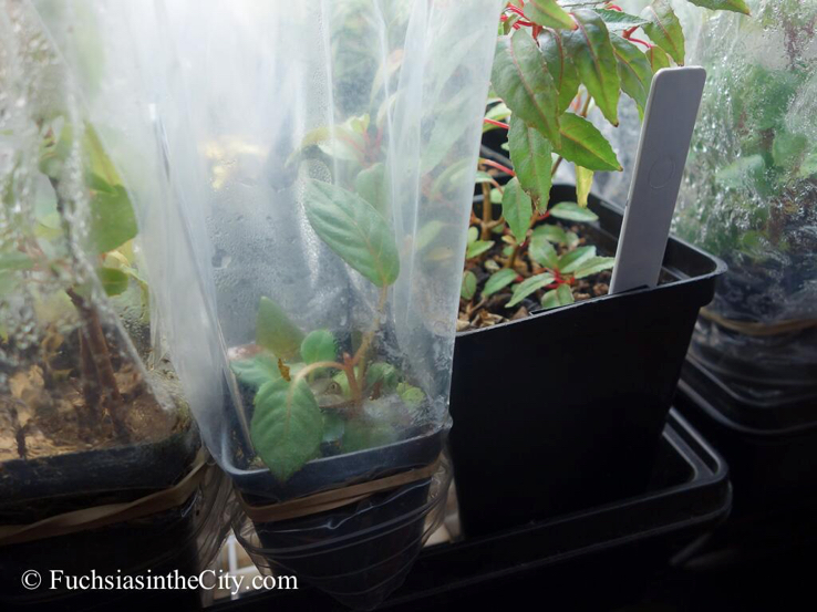 the-fuchsias-are-coming-2