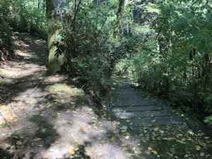 The Fuchsias of PowellsWood 05