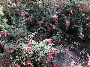 The Fuchsias of PowellsWood 06