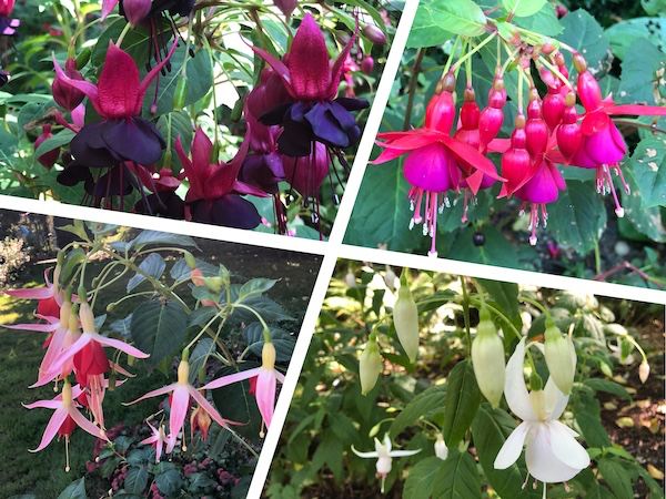 The Fuchsias of PowellsWood 07