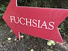 The Fuchsias of PowellsWood Thumbnail