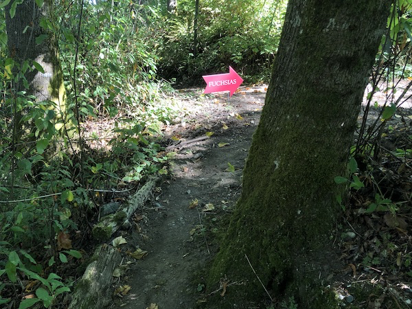 The Fuchsias of PowellsWood