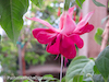 twelve-fuchsias-of-christmas-001-thumbnail