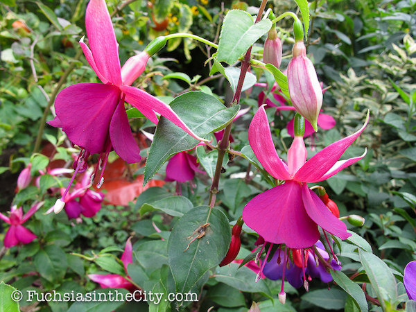 twelve-fuchsias-of-christmas-003
