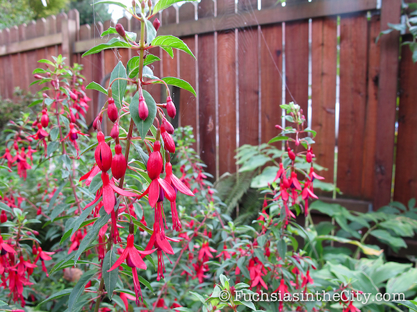 twelve-fuchsias-of-christmas-004