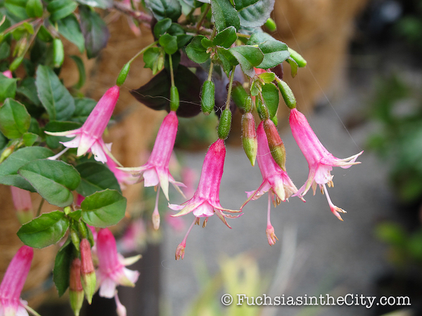 twelve-fuchsias-of-christmas-005