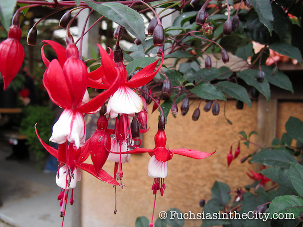twelve-fuchsias-of-christmas-006jpg