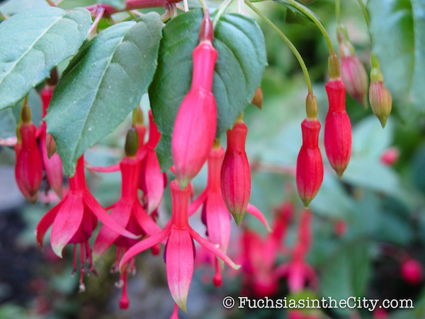 twelve-fuchsias-of-christmas-007jpg