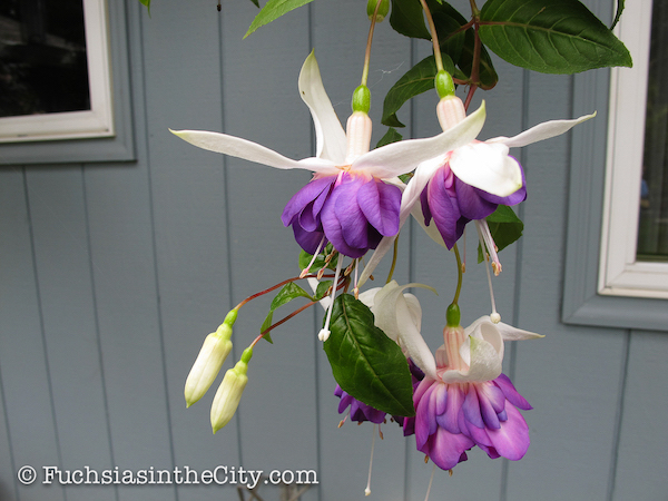 twelve-fuchsias-of-christmas-009