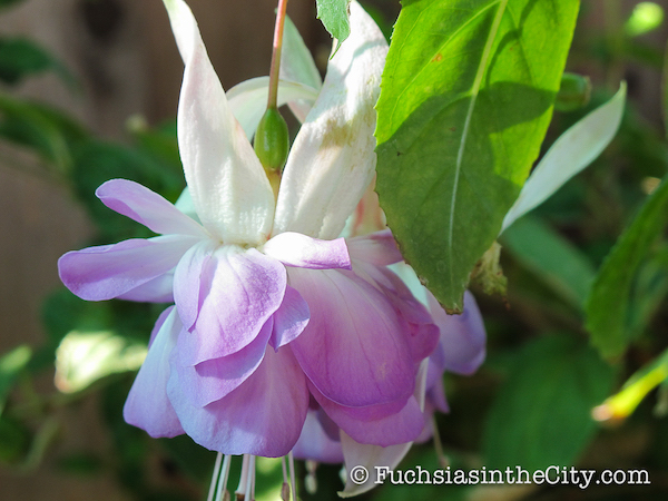 twelve-fuchsias-of-christmas-010
