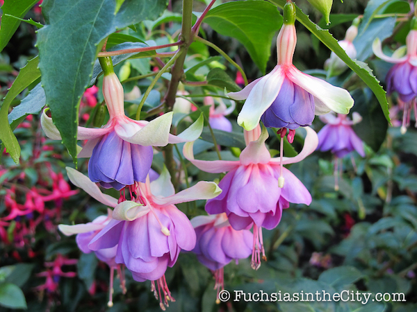 twelve-fuchsias-of-christmas-012