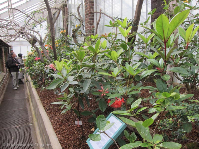 vireya-rhododendrons-10