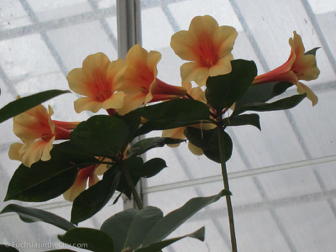 vireya-rhododendrons-23