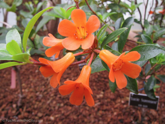 vireya-rhododendrons-27