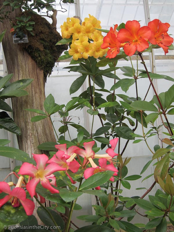 vireya-rhododendrons-31