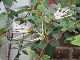 vireya-rhododendrons-34