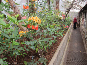 vireya-rhododendrons-44