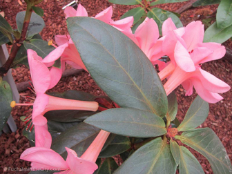 vireya-rhododendrons-59