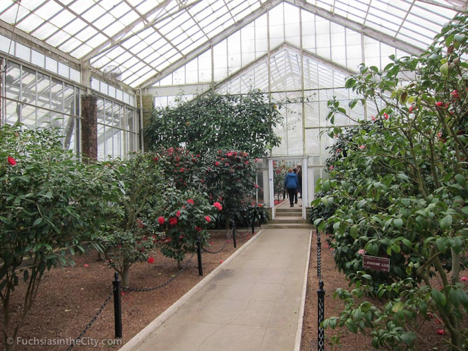 vireya-rhododendrons-8