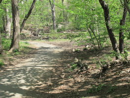 wild-ramble-9
