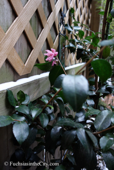 winter-garden-2014-30