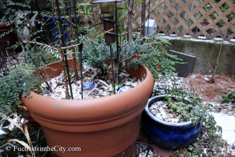 winter-garden-2014-7