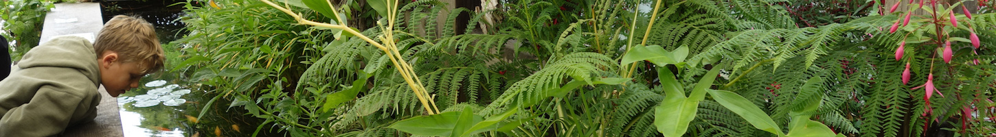 Fuchias in the City - Berkeley Horticultural Nursery