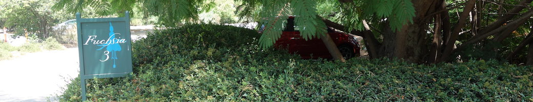 Fuchias in the City | Huntington Library