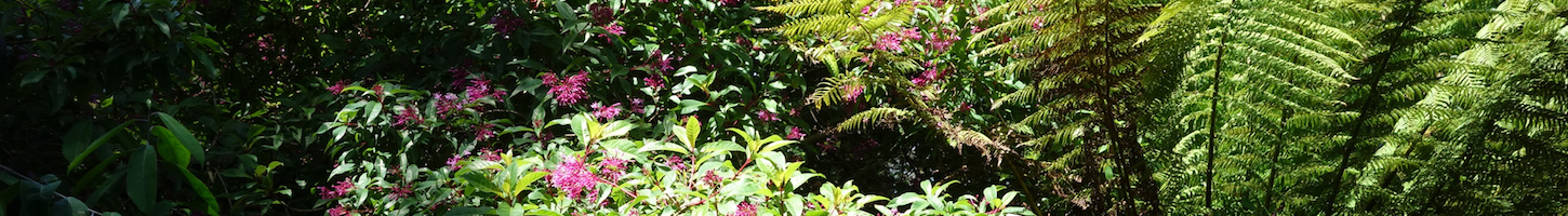 Fuchias in the City - San Francisco Botanical Garden