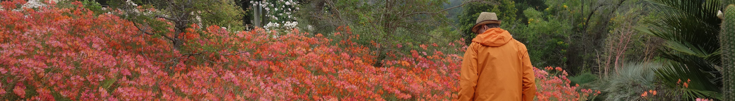 Fuchias in the City - UC Botanical Garden Berkeley