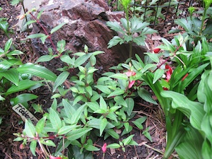 garden-2011-300px