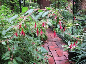garden-2012-300px